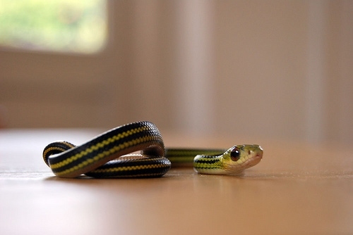 a cuty snake