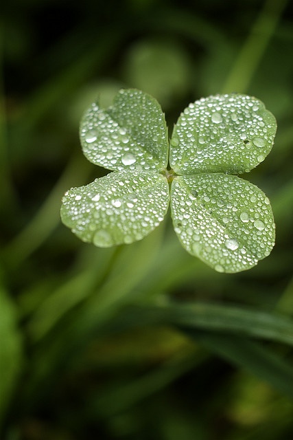 The Four Leaf Clover by {Ziggy} on Flickr