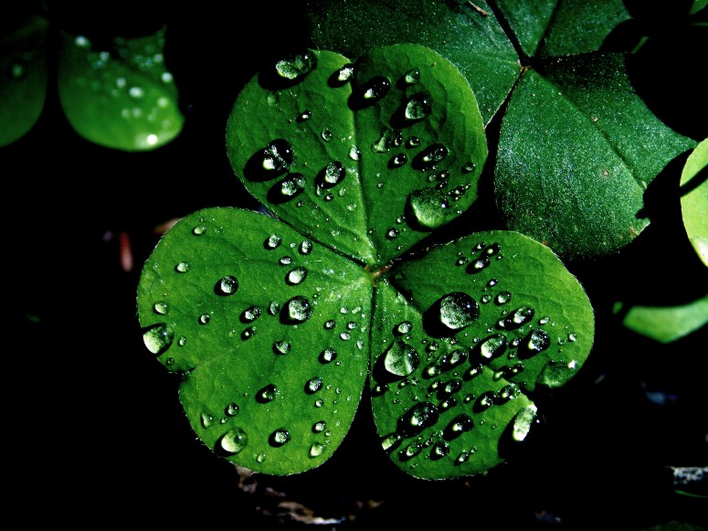 The Shamrock ~ Three Leafed Clover