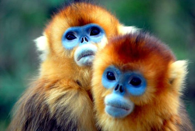 golden snub nosed monkey 2