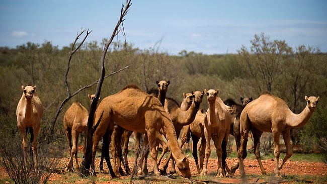 australian camel-feral-outback