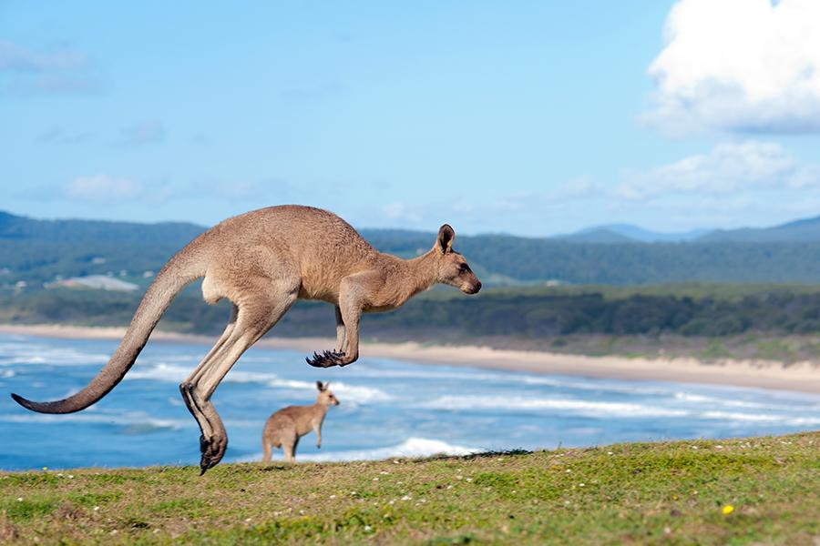 kangaroo's on the beach